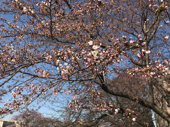 桜の木